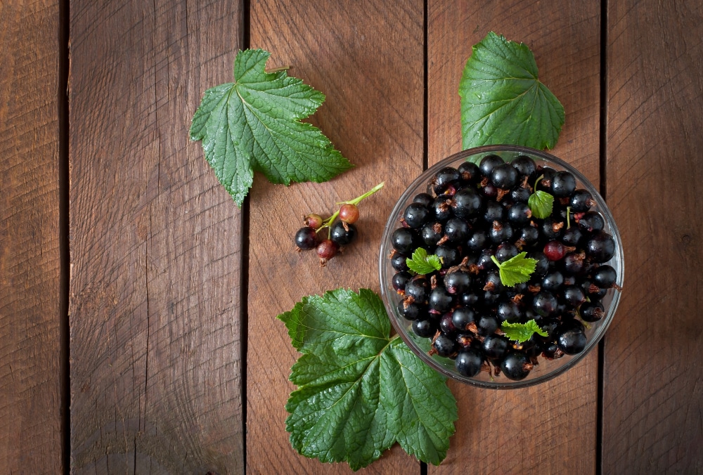 découvrir les bienfaits de la gémothérapie cassis anti allergies et anti-inflamatoire