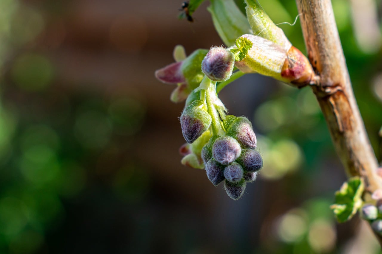 Macérat de bourgeon de cassis anti inflamatoire naturel