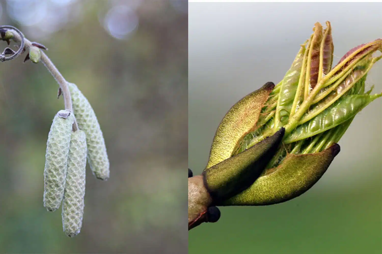 bourgeons-de-frene-noisetier-et-chataigner les vertues des bourgeons d'arbres pour la santé