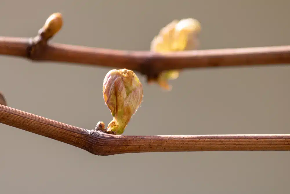 Soin naturel avec les bourgeons Bien se soigner avec les bourgeons d'arbres