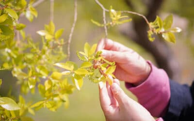 La gemmothérapie : la force des bourgeons pour retrouver l’équilibre intérieur
