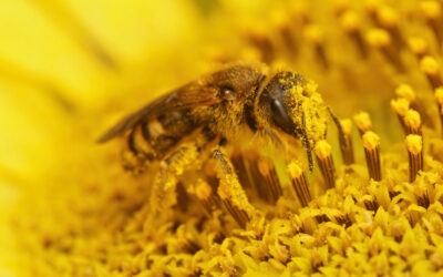 Propolis : un trésor naturel pour renforcer l’immunité et traverser l’hiver en pleine santé