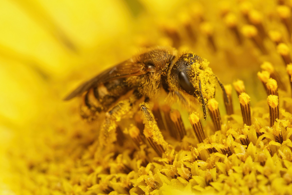 Découvrez les bienfaits de la propolis : un puissant allié naturel pour renforcer l’immunité, prévenir les rhumes et soutenir l’organisme en période de grippe.