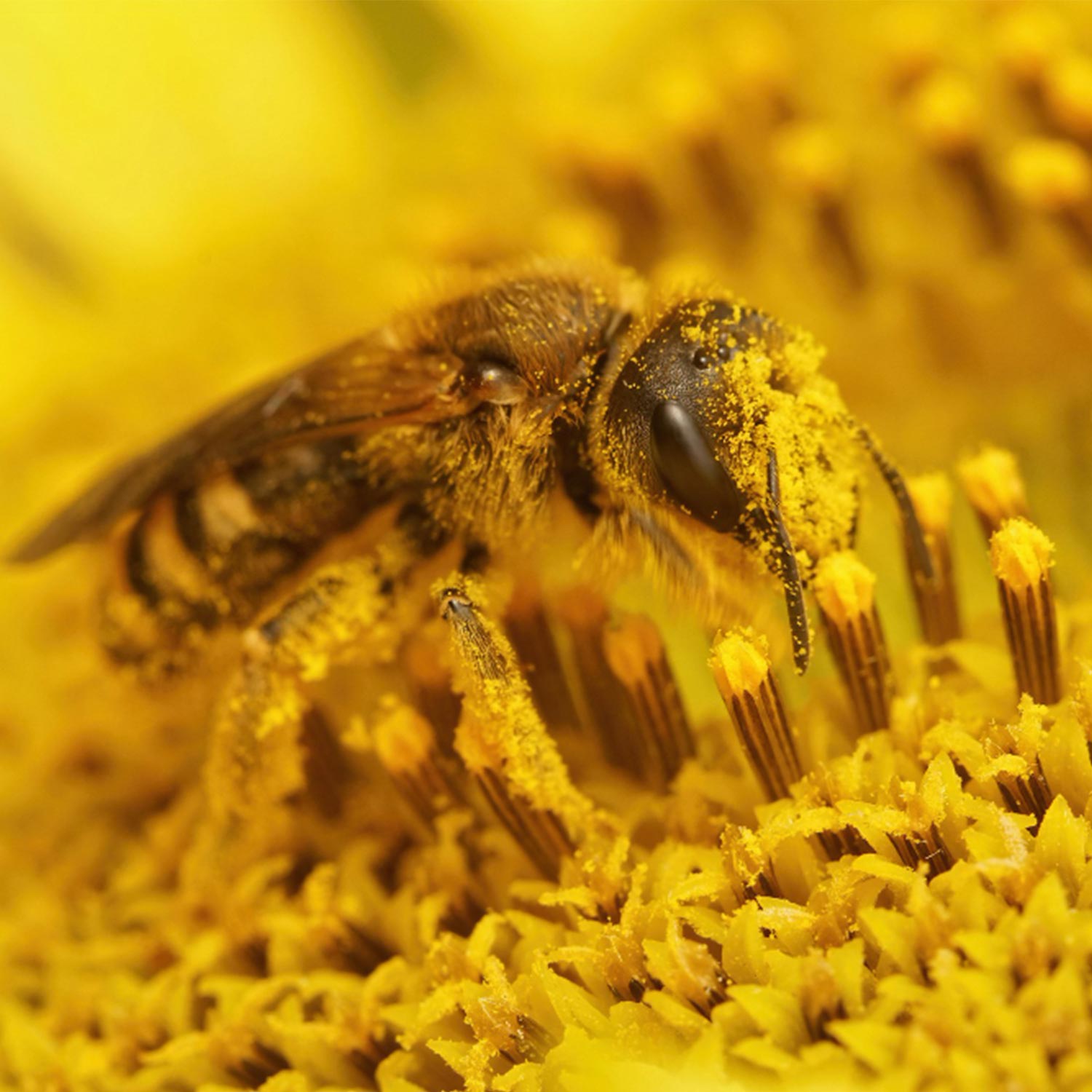 Bienfaits-naturels-de-la-propolis retrouvez tous les bienfaits du propolis sur biophare
