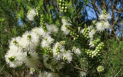 🌿 Huile essentielle de Tea Tree : bienfaits, utilisations et origine de cet indispensable naturel