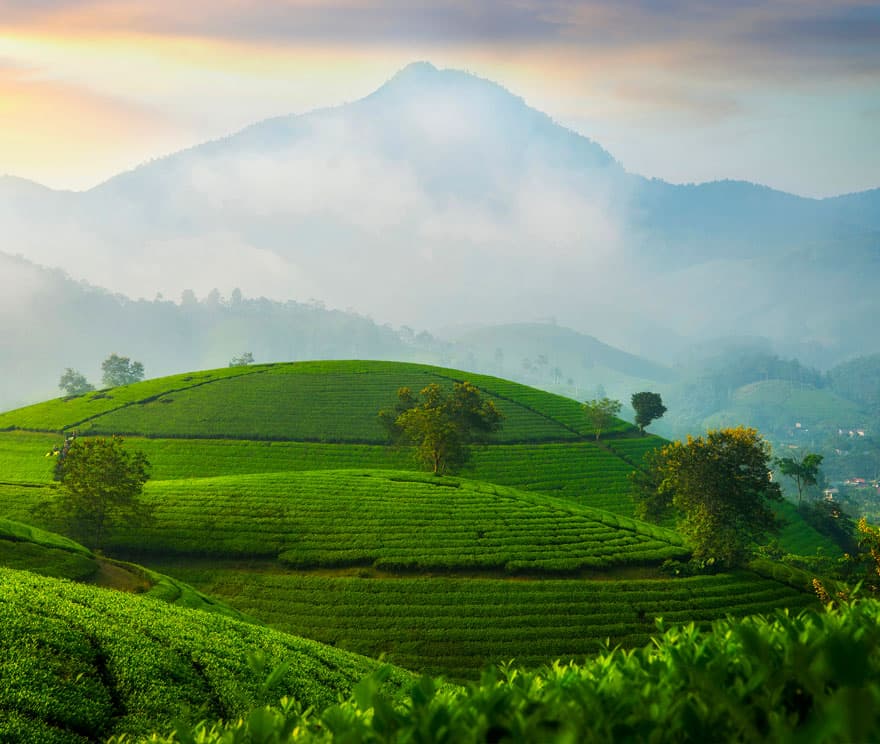 le tea tree est un arbre qui vient d australie l'origine du tea tree se touve en australie
