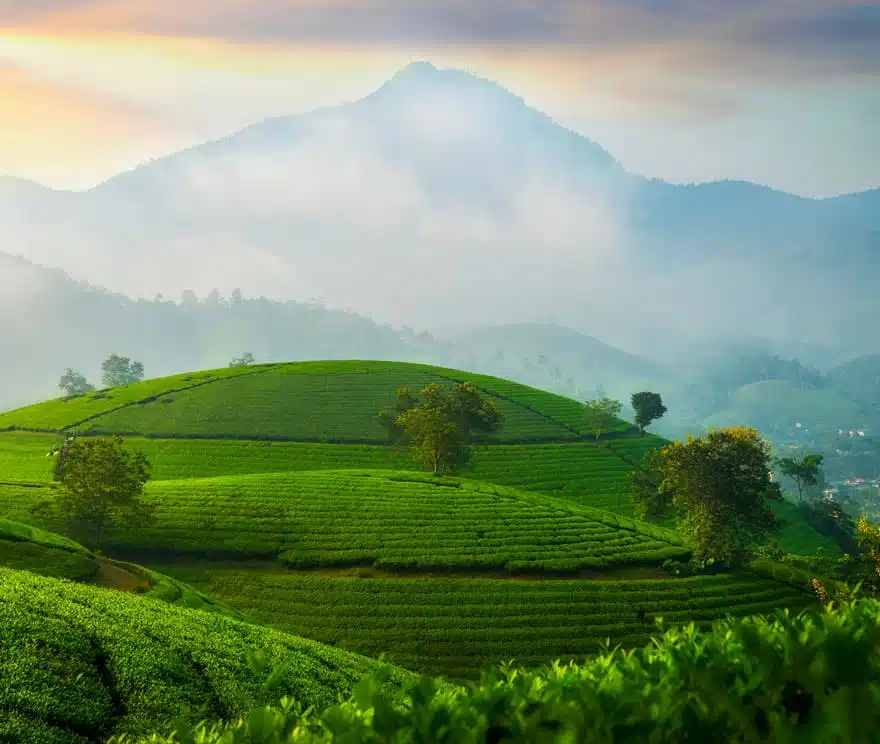 le tea tree est un arbre qui vient d australie l'origine du tea tree se touve en australie