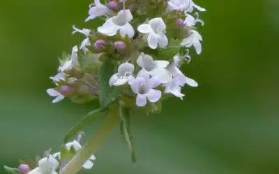 L’huile essentielle de Thym à Thujanol : ses Bienfaits, Utilisations et Origine