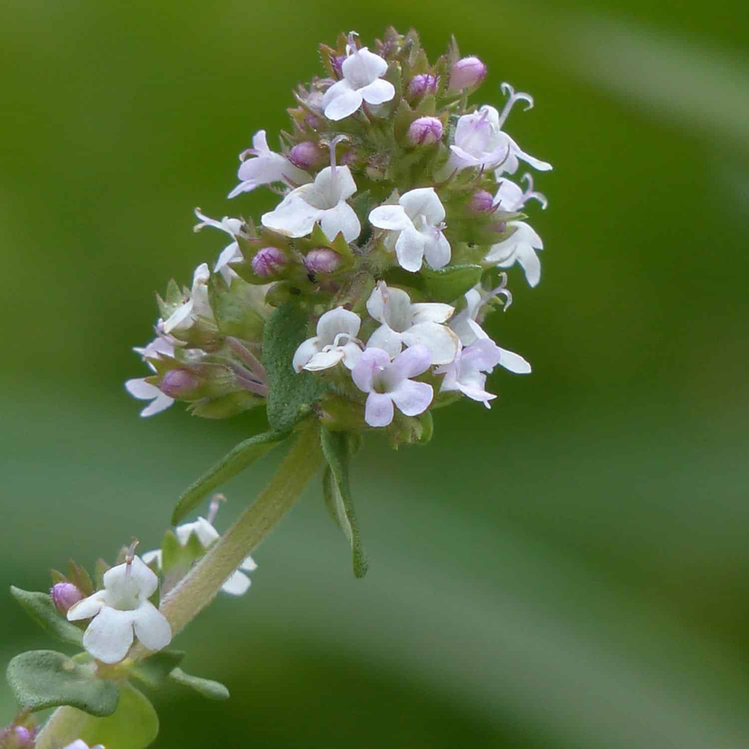 Le-thym-à-thujanol-est-une-variété-rare-et-précieuse-de-thym Cette infographie résume les principaux bienfaits du thym à thujanol, une huile essentielle douce, utilisée en aromathérapie pour soutenir le confort respiratoire et l’organisme en période hivernale.