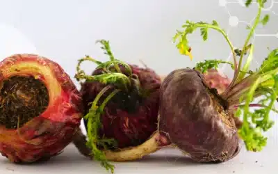 Maca Vital Bio : bienfaits, usages et conseils pour retrouver énergie, vitalité et équilibre naturel