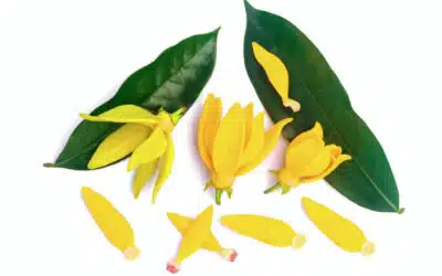 Huile essentielle d’ylang-ylang : bienfaits, usages et conseils pour l’utiliser efficacement