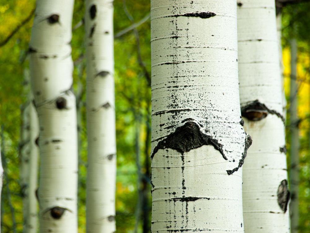 aide a la detox naturelle au printemps chez biophare soulagez votre corps naturelement avec la sève de bouleau biophare