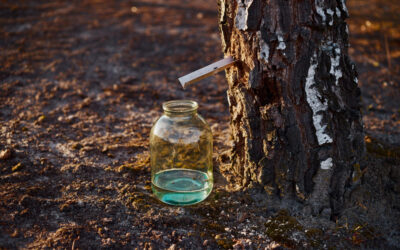 Cure de sève de bouleau fraîche : le rituel détox naturel du printemps