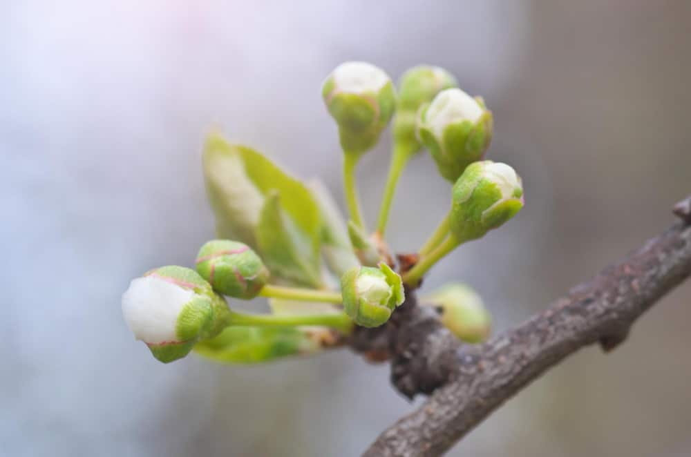 gemmothérapie macérats bourgeons fabrication
