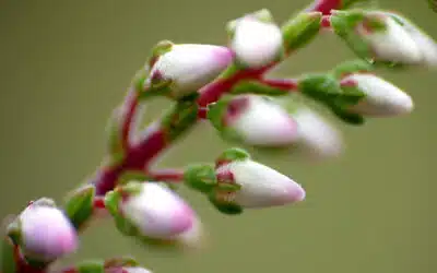 Gemmothérapie : 7 macérats de bourgeons essentiels pour votre santé naturelle