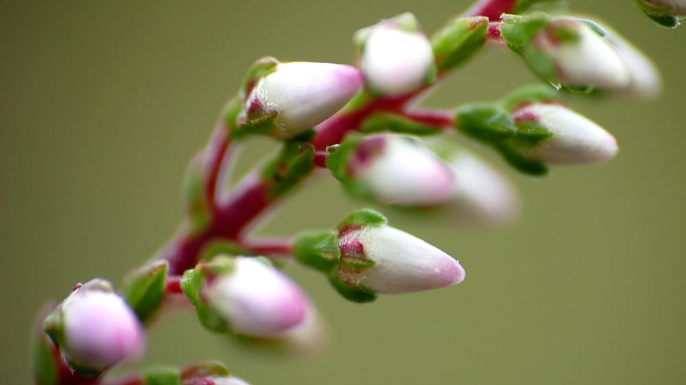 Gemmothérapie : 7 macérats de bourgeons essentiels pour votre santé naturelle