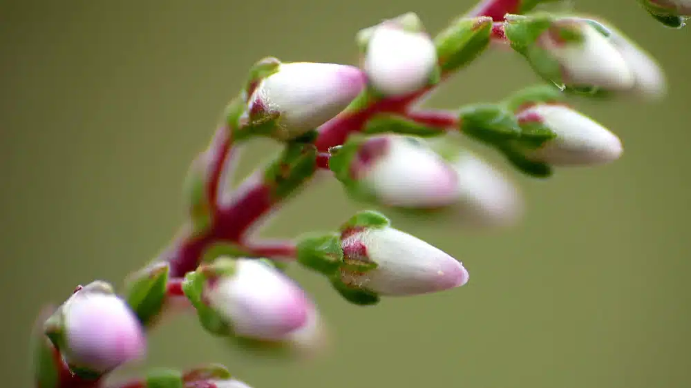 Gemmothérapie : 7 macérats de bourgeons essentiels pour votre santé naturelle