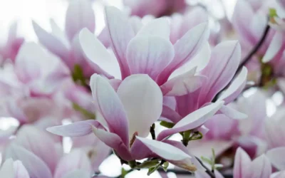 Honokiol : 5 bienfaits prouvés du magnolia, posologie et conseils
