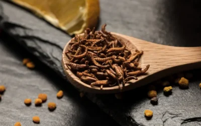 Champignons médicinaux : reishi, cordyceps, chaga et hericium (guide complet)