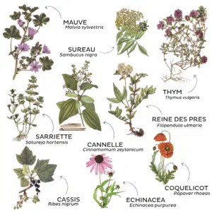 La tisane Préventive hiver bio – Image 2
